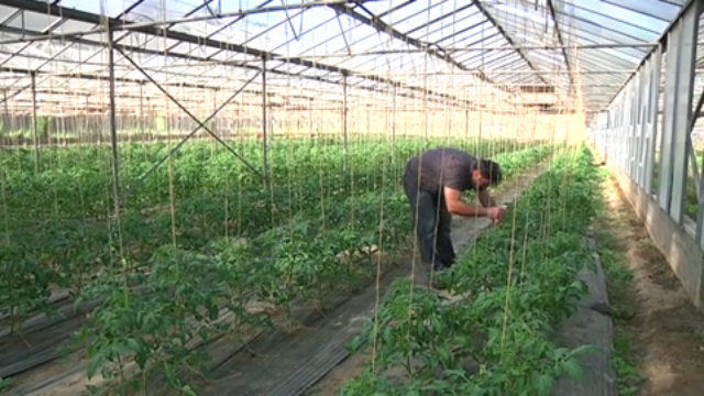 Horticulteur / Horticultrice