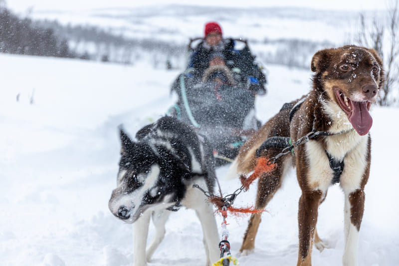 Musher guide de randonnée en traîneau