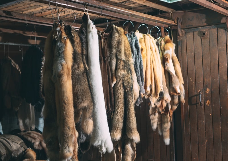 Taxidermiste